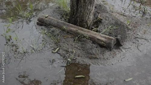 Mopani worms under tree photo