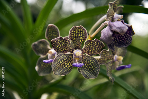 Tropische Orchideenblüten