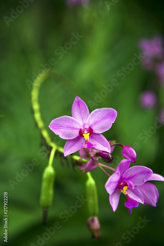 Tropische Orchideenblüten