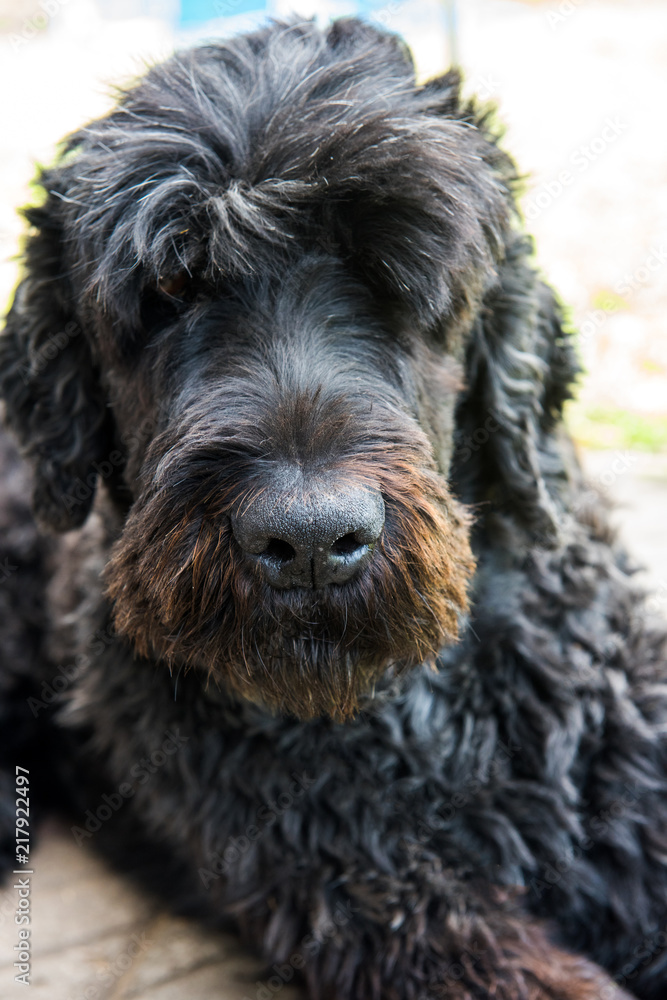 funny black Russian terrier dog is on the green grass