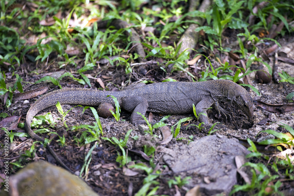 Naklejka premium Bindenwaran (Varanus salvator) in freier Wildnis