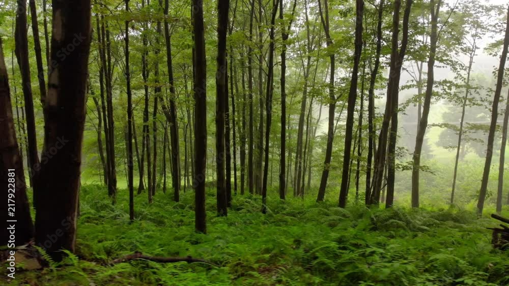 Personal profile perspective of walking past spooky and foggy trees in a forest in Western Pennsylvania. Personal profile perspective of walking past spooky and foggy trees in a forest in Western Pennsylvania.