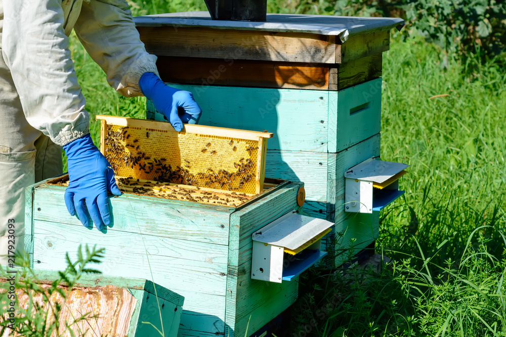 A beekeeper works on a beehive near the hives. Natural honey directly from the hive. Cell with fresh honey. A beekeeper works on a beehive near the hives. Natural honey directly from the hive. Cell with fresh honey.