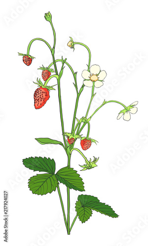 Hand drawn Strawberry isolated on white.