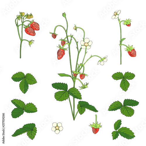 Hand drawn Strawberry set isolated on white.