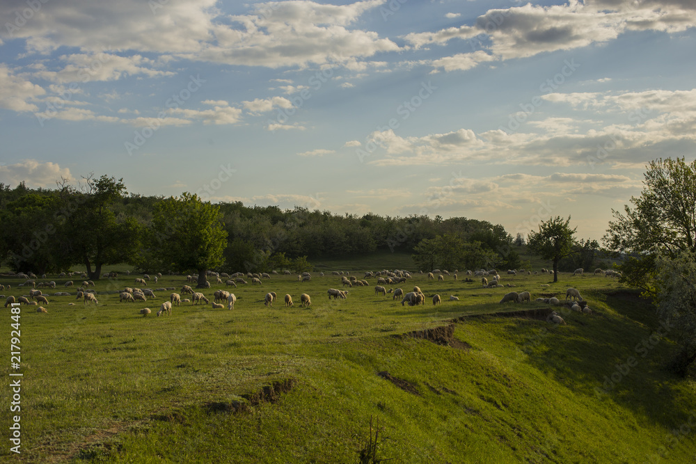 A herd of goats and sheep. Animals graze in the meadow. Mountain pastures of Europe. A herd of goats and sheep. Animals graze in the meadow. Mountain pastures of Europe.