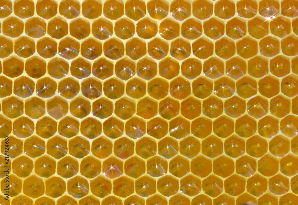 Honey combs with nectar
Color harmony and beauty inside hive.