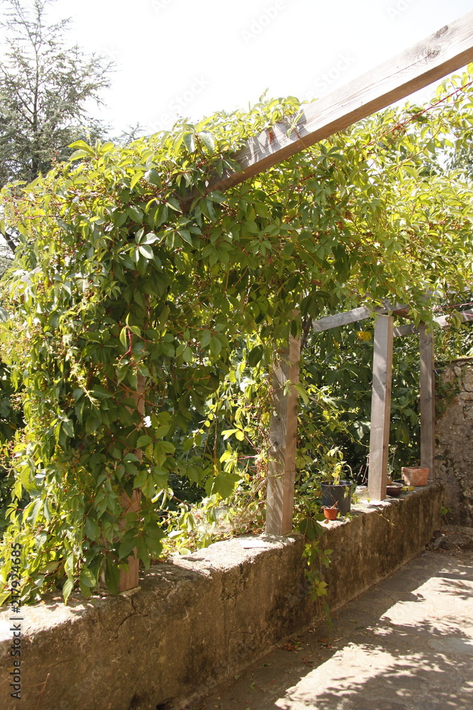 Obraz premium Vignes dans les Cévennes