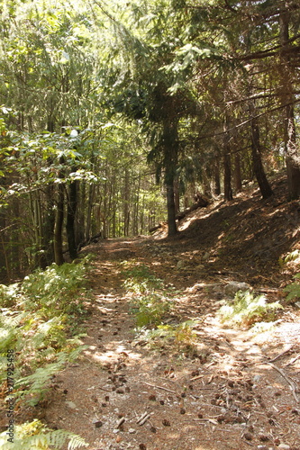 Chemin de randonn  e dans la for  t  C  vennes 