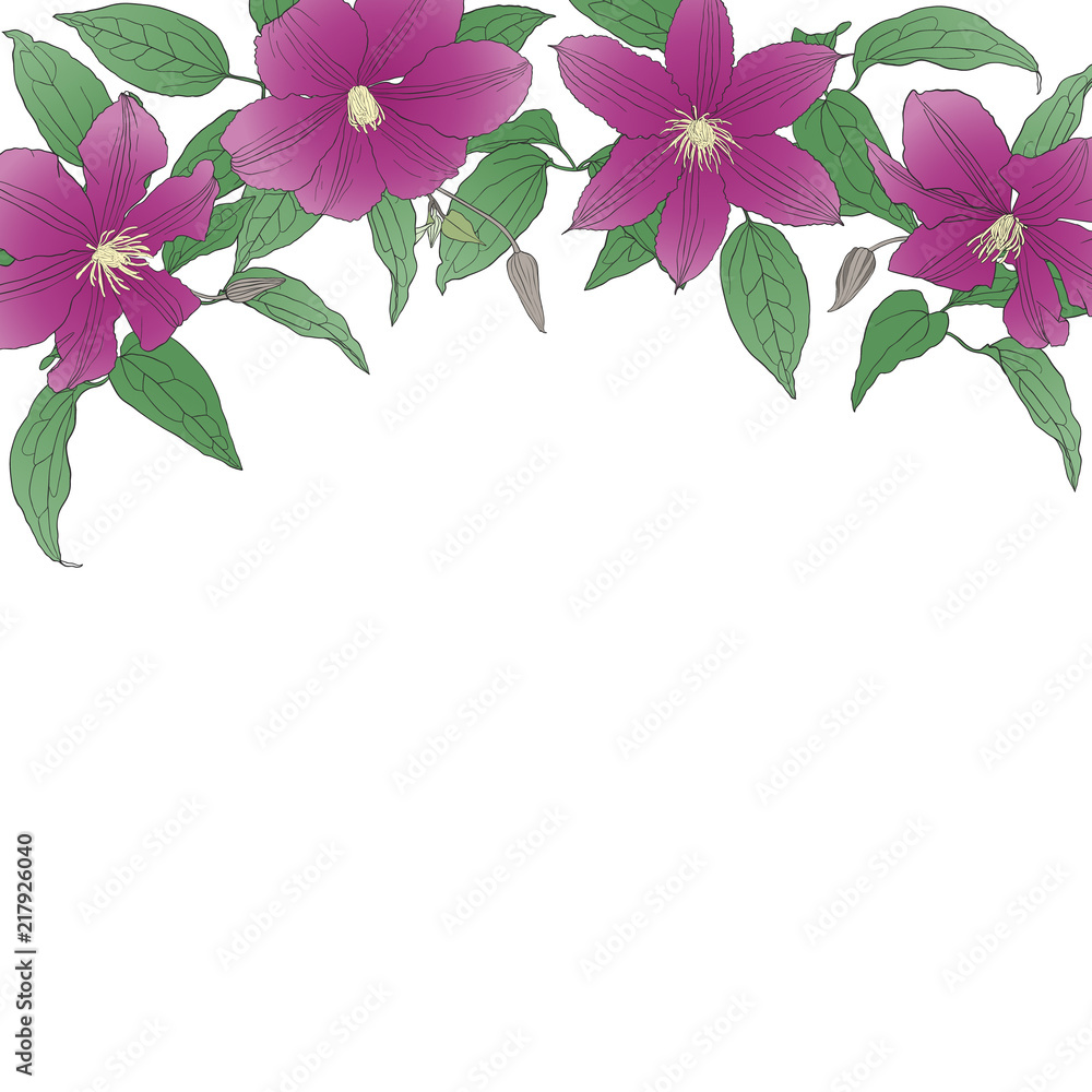 Floral background with Clematis Flowers.