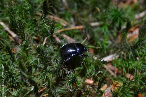 Closeup photograph of a black earth-boring dung beetle  geotrupes stercorarius  on lush  green moss