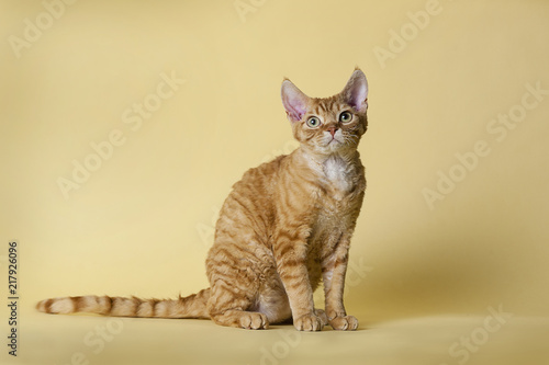 Red Tabby Devon Rex Boy