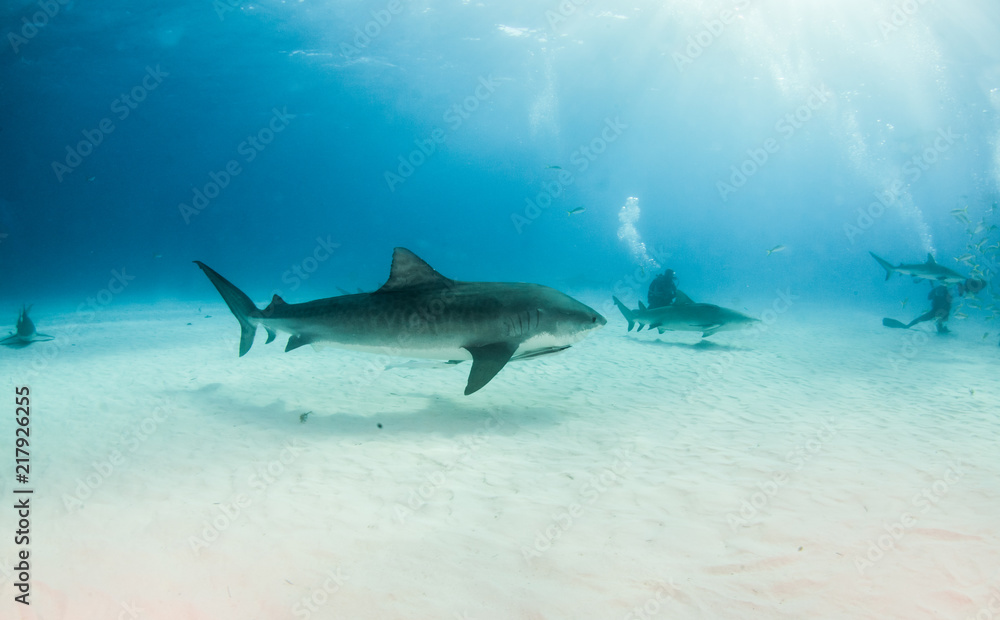 Tiger shark at Tigerbeach, Bahamas Tiger shark at Tigerbeach, Bahamas