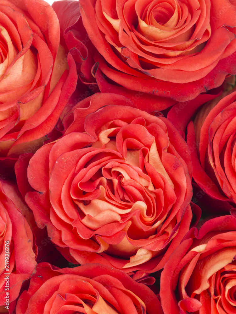 vertical background of red roses vertical background of red roses