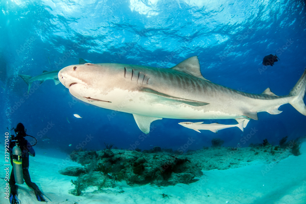 Tiger shark at Tigerbeach, Bahamas Tiger shark at Tigerbeach, Bahamas