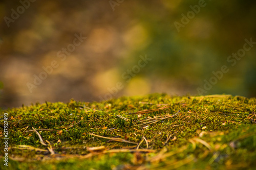 Bright natural background with moss
