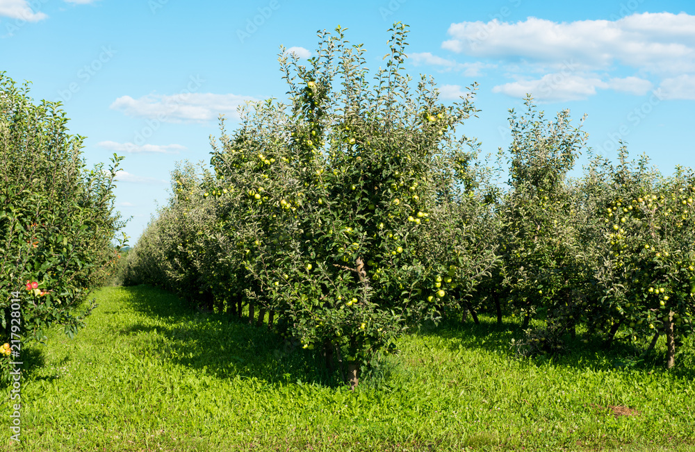 Obraz premium apple orchard on a sunny day