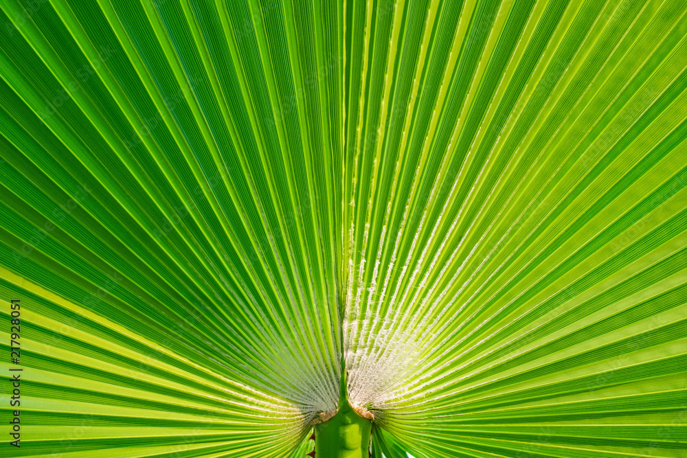 Fototapeta premium Green palm leaf background. Tropical trees theme.
