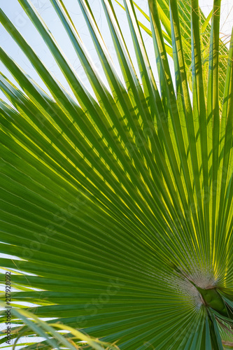 Green palm leaf background. Tropical trees theme.