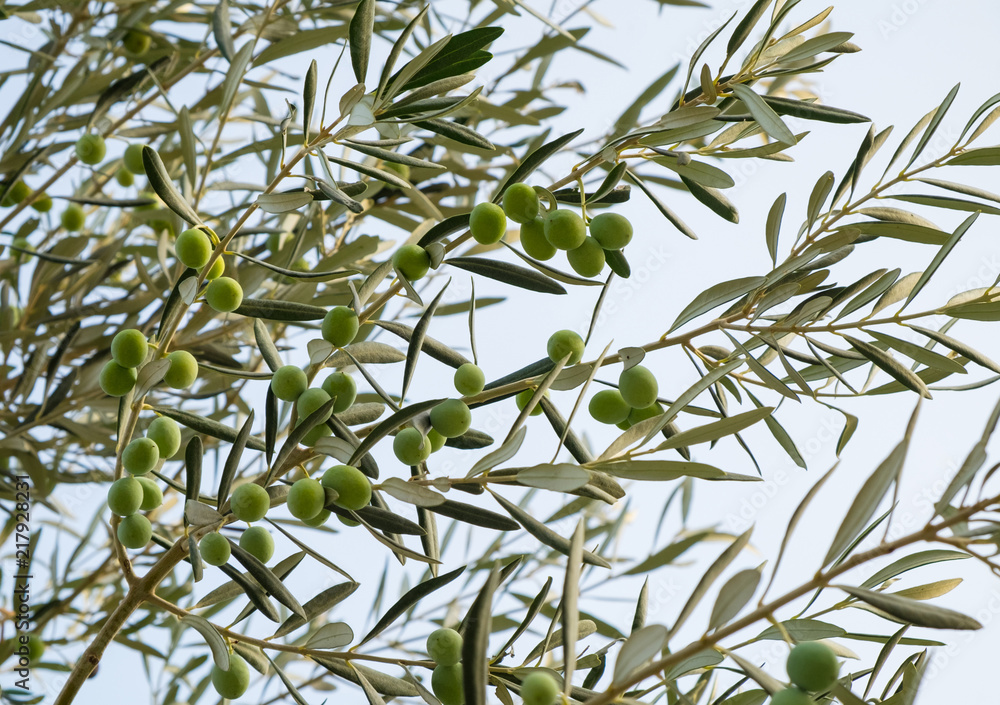 Fototapeta premium Beautiful green olive tree branch.