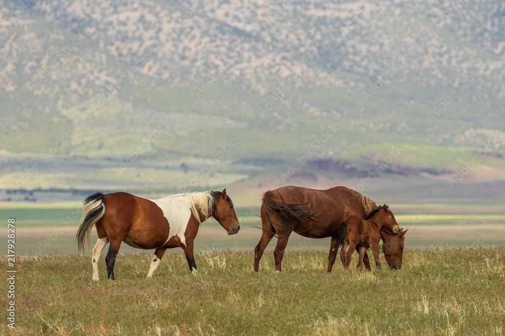 Fototapeta premium Majestic Wild Horses in Utah in Summer