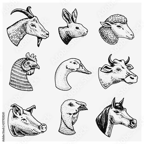 Farm animals. Head of a domestic horse pig goat cow alpaca llama rabbit sheep. Logos or emblems for signboard. Set of icons for the menu. engraved hand drawn in old sketch vintage style. photo