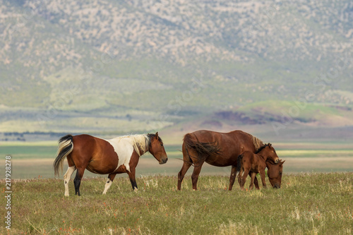 Majestic Wild Horses in Utah in Summer © natureguy
