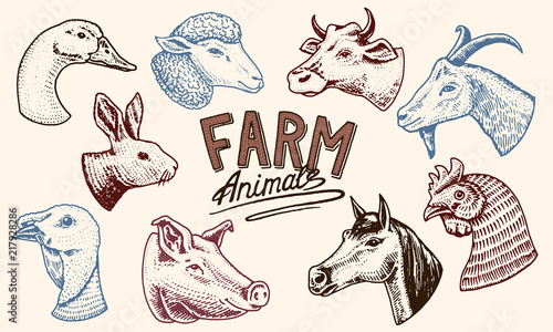 Farm animals. Head of a domestic horse pig goat cow alpaca llama rabbit sheep. Logos or emblems for signboard. Set of icons for the menu. engraved hand drawn in old sketch vintage style.