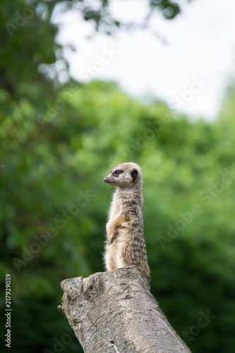 Meerkat keeping watch