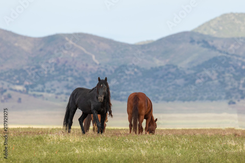 Majestic Wild Horses in Utah in Summer