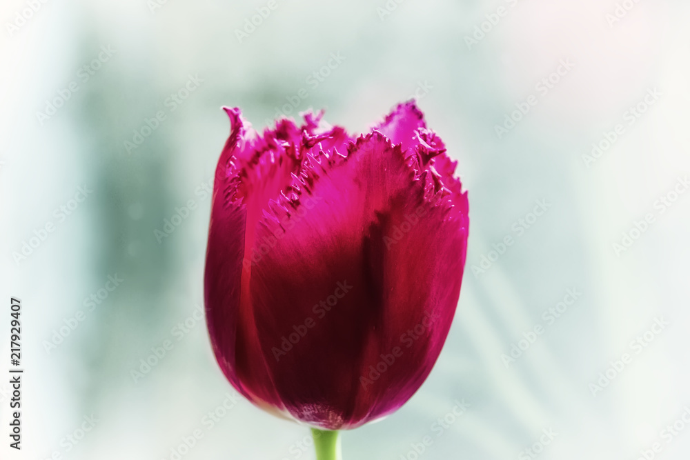 Large purple Tulip