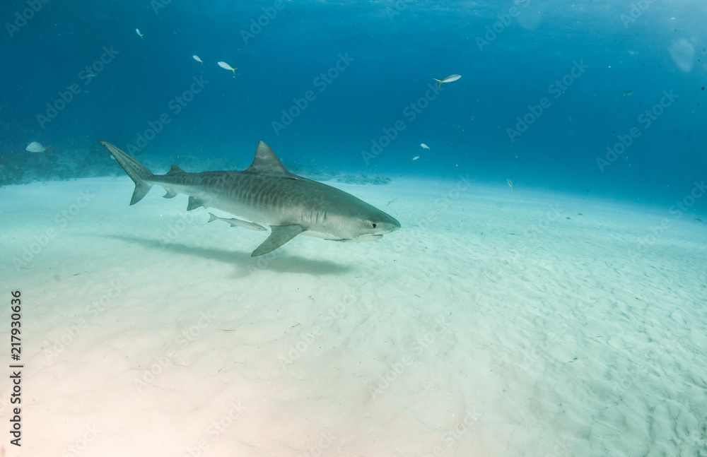 Fototapeta premium Tiger shark at Tigerbeach, Bahamas