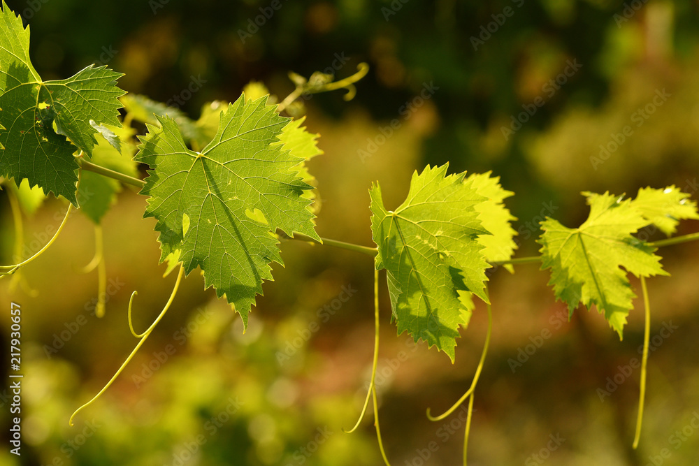 green vine leaves in a vineyard in Tuscany, Italy. green vine leaves in a vineyard in Tuscany, Italy.