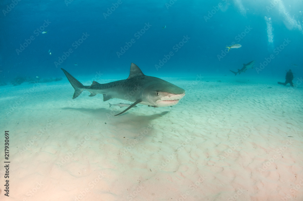 Fototapeta premium Tiger shark at Tigerbeach, Bahamas