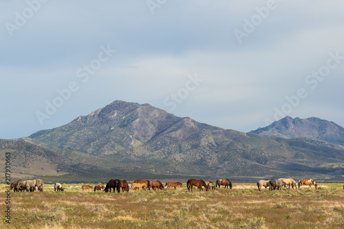 Majestic Wild Horses in Utah in Summer