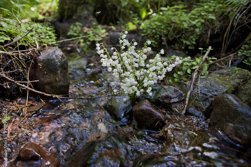 Obraz premium Ландыш