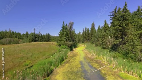 Aerial view of a forest creek