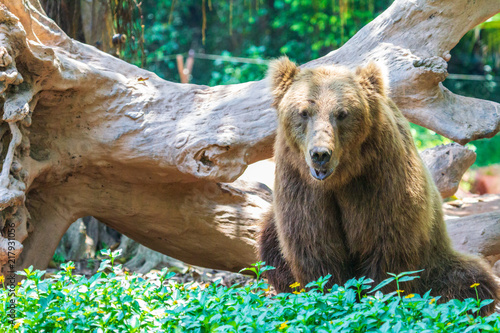 A walking brown bear photo