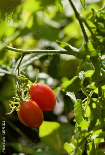 Pomodori biologici, piccolo orto photo