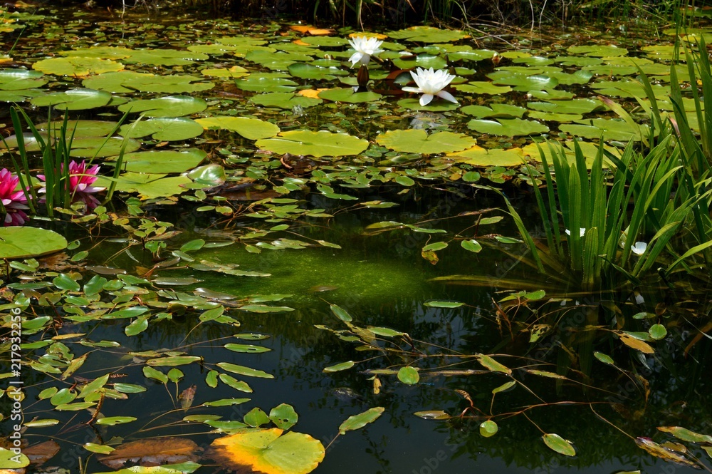 water lilies in a pond
water lilies in a pond