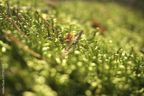 green moss in the woods © taraskobryn
