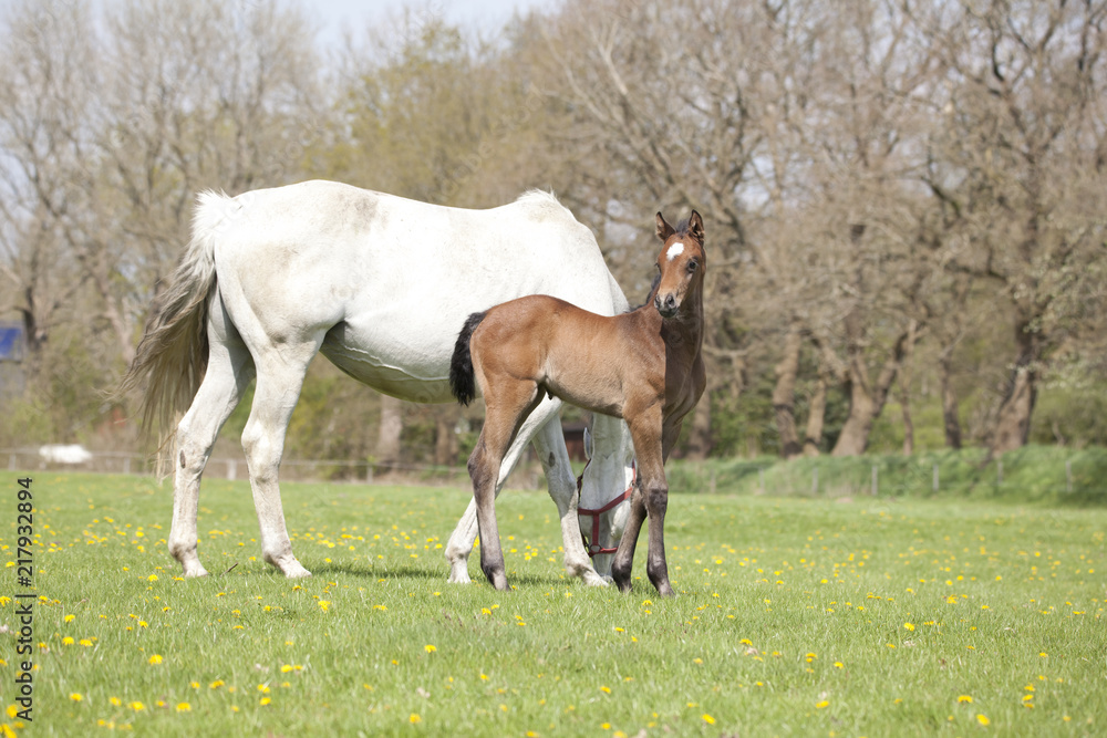 Fototapeta premium Foal looks at pasture