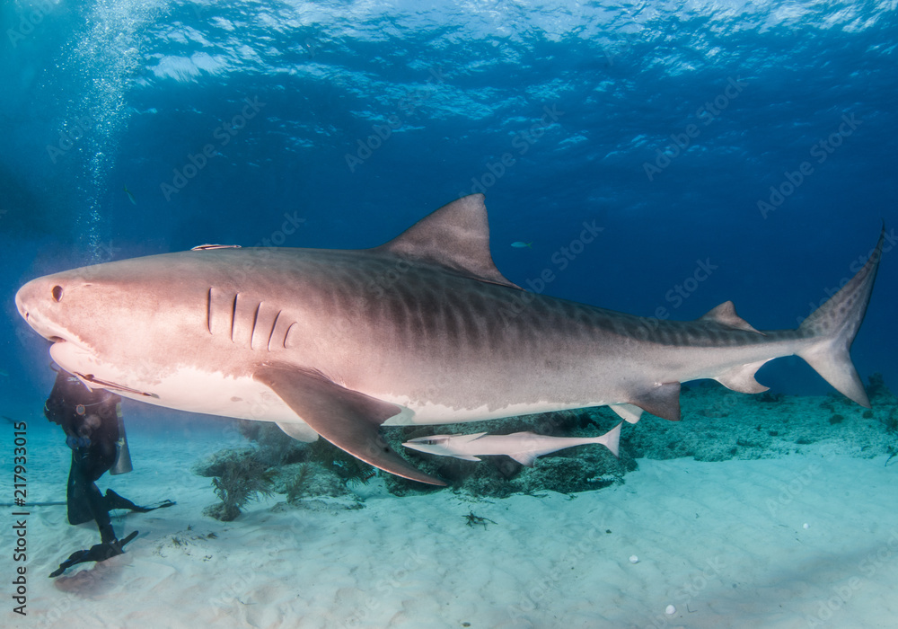 Fototapeta premium Tiger shark at Tigerbeach, Bahamas