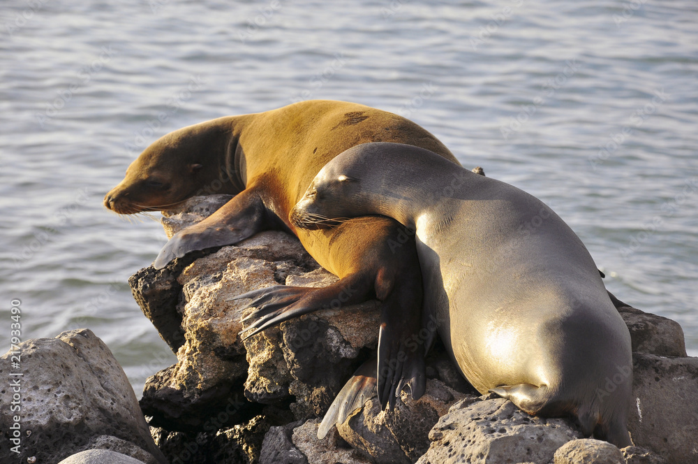 Obraz premium Galapagos Sealions