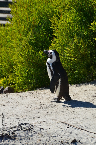 Pinguino africano 