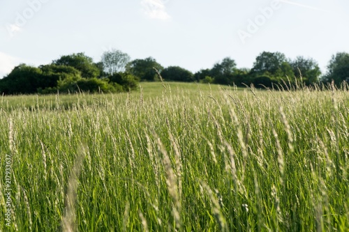 Grass on the meadow. Slovakia