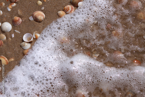 Tableau sur toile Sea wave and cockleshells