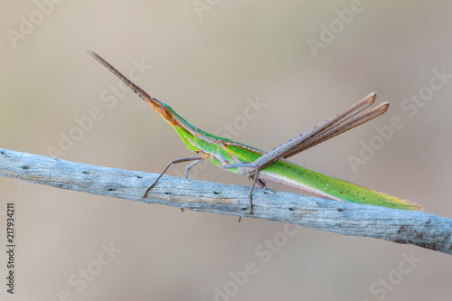 cone-headed grasshopper - Acrida ungarica