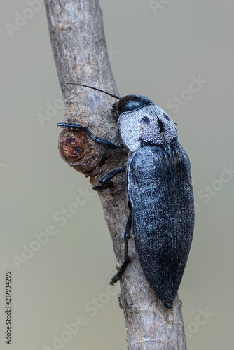 Buprestidae - Buprestis cupressi. photo