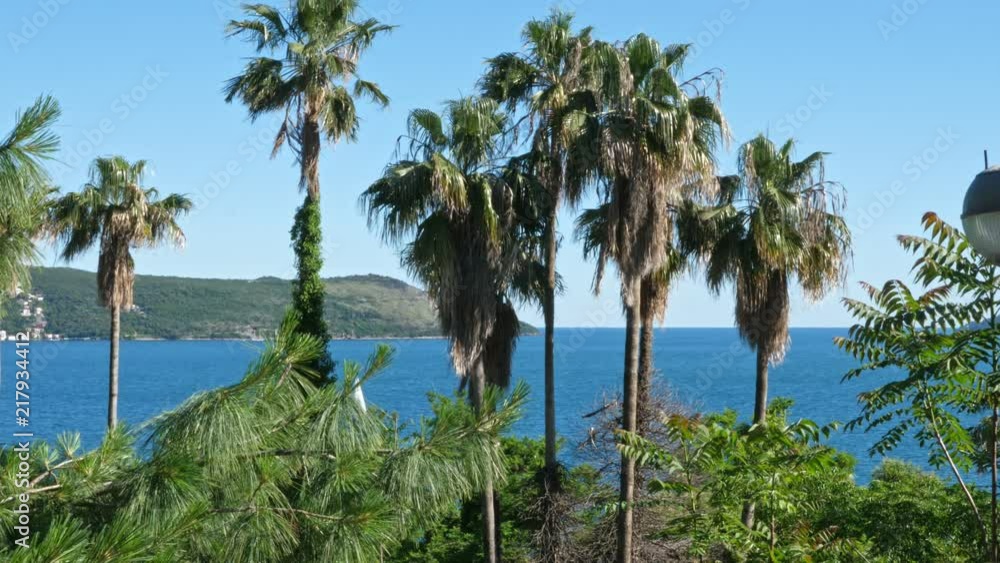 Palm trees on the background of the sea Palm trees on the background of the sea